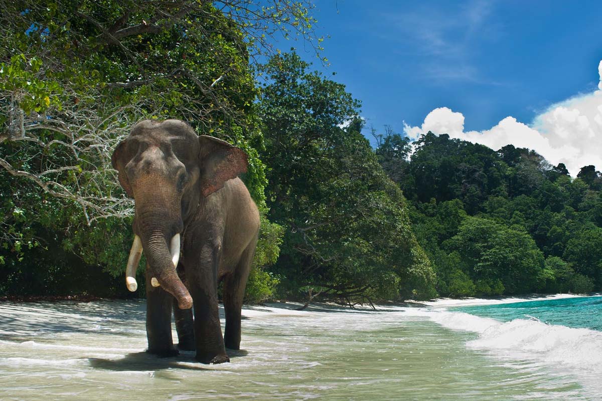 Andaman-banner-inside